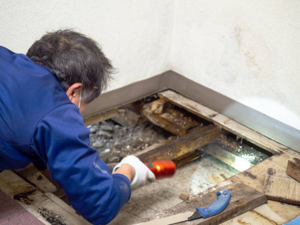 Best Local Mold Removal Service  in Slocom, AL