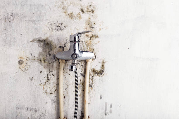 Best Fast Mold Removal  in Slocom, AL