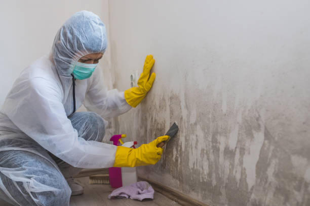 Professional Mold Removal in Slocom, AL