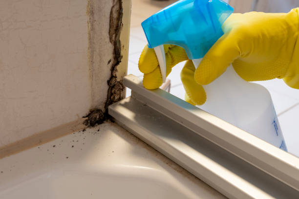 Best Professional Mold Removal  in Slocom, AL