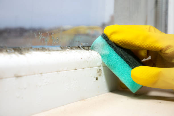 Crawl Space Mold Removal in Slocom, AL