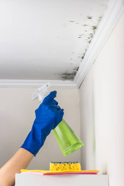 Mold Removal and Inspection in Slocom, AL